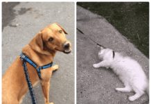 15 imagens que mostram de forma perfeita a diferença entre cães e gatos