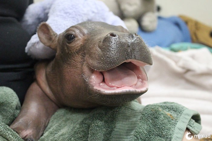 Fiona - o hipopótamo do bebê no jardim zoológico de Cincinnati