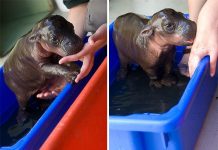 15 imagens adoráveis de bebês hipopótamos que vão alegrar você