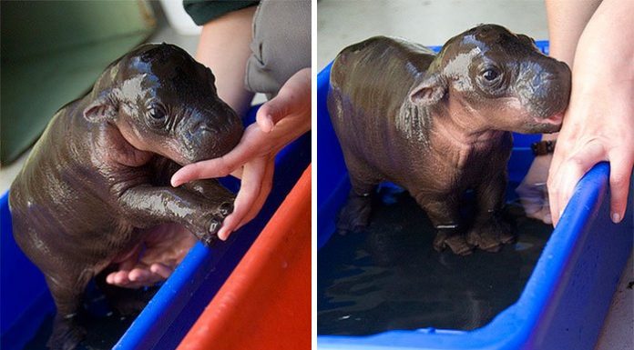 15 imagens adoráveis de bebês hipopótamos que vão alegrar você