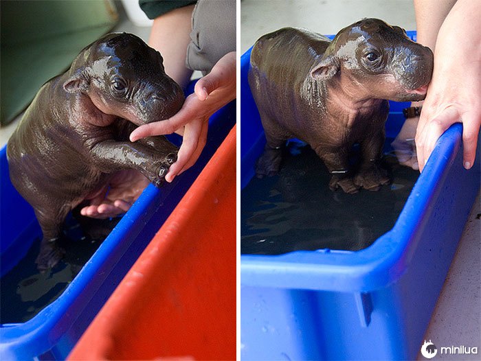 Monifa o hipopótamo do bebê