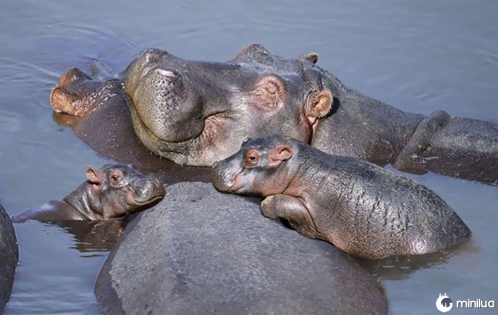 Hipopótamo do bebê