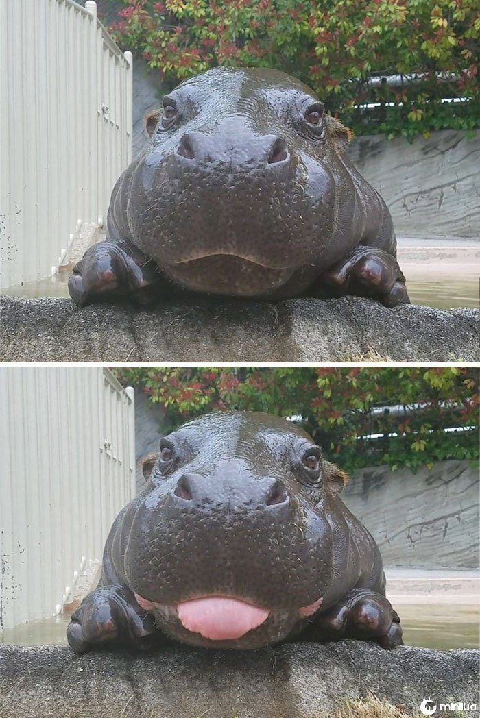 Hipopótamos bonitos do bebê