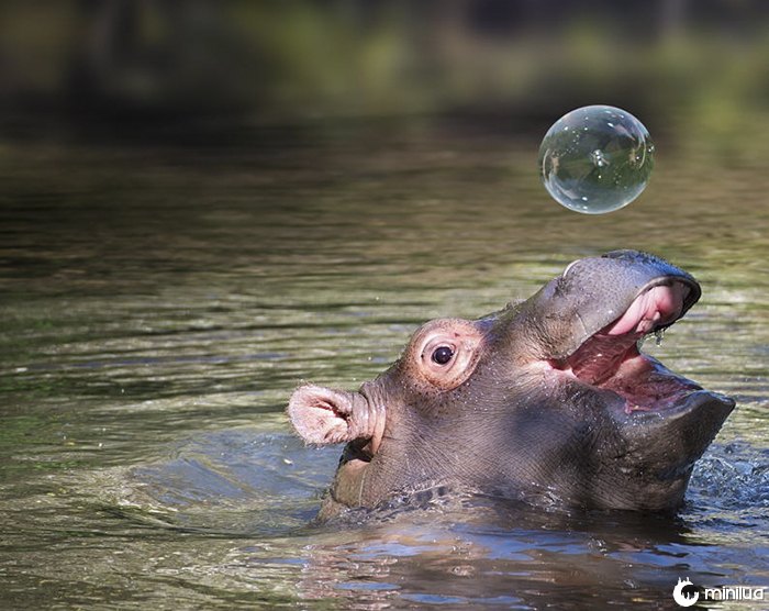 Hippos do bebê