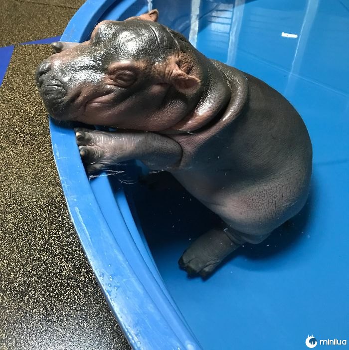 Hipopótamo bonito do bebê