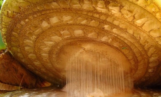 Você é capaz de adivinhar o que são essas imagens?