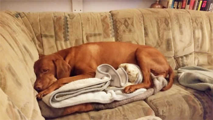 não deixe-se no sofá, mas esse cobertor não é o sofá ...