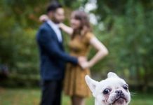 15 vezes que os cães conseguiram arruinar fotos perfeitas