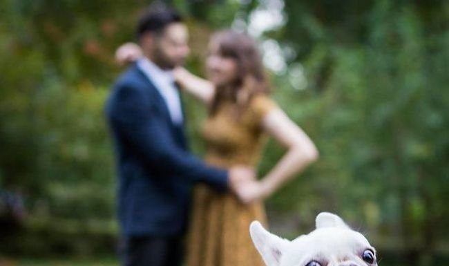 15 vezes que os cães conseguiram arruinar fotos perfeitas