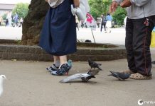 Essa mulher criou sapatos em forma de pombo e a internet está surtando