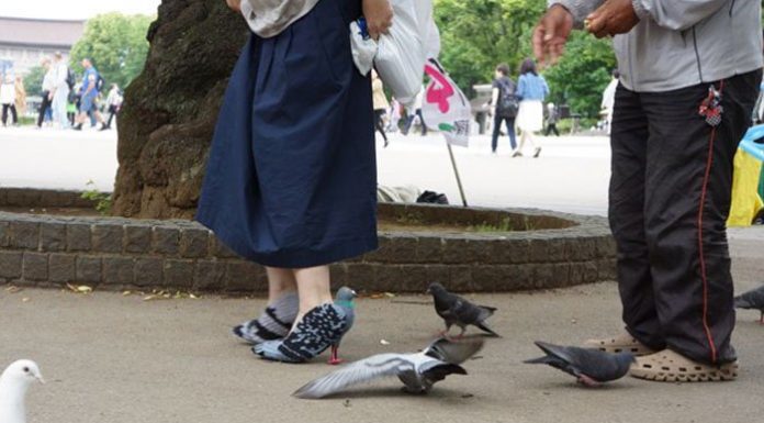 Essa mulher criou sapatos em forma de pombo e a internet está surtando