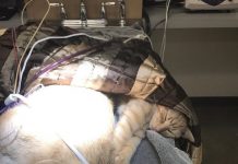 Conheça Ron, o gatinho que tem o poder especial de acalmar outros animais no veterinário