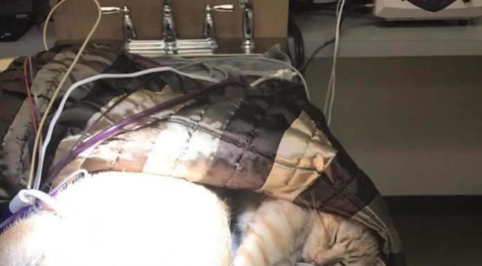 Conheça Ron, o gatinho que tem o poder especial de acalmar outros animais no veterinário