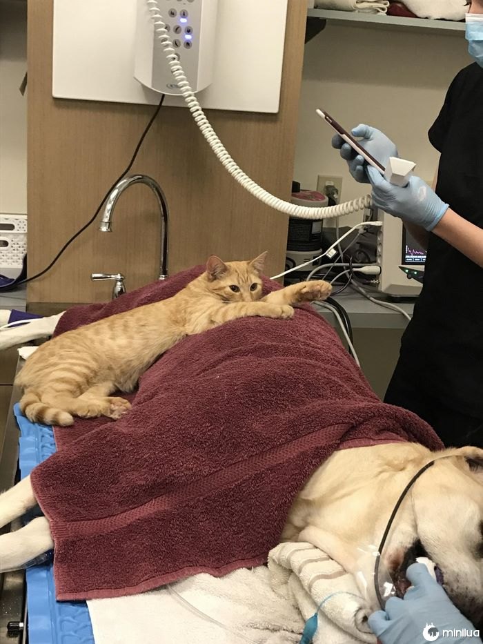 Veterinário-office-cat-calms-patients-ron-7