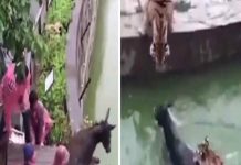 Burro vivo é jogado na água para alimentar tigres de um zoológico e choca a internet!