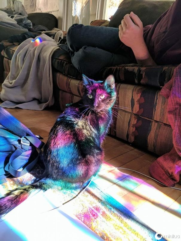 O gato do amigo encontrou um ponto de sol mágico