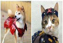 Empresa japonesa faz incríveis armaduras de samurai para cães e gatos