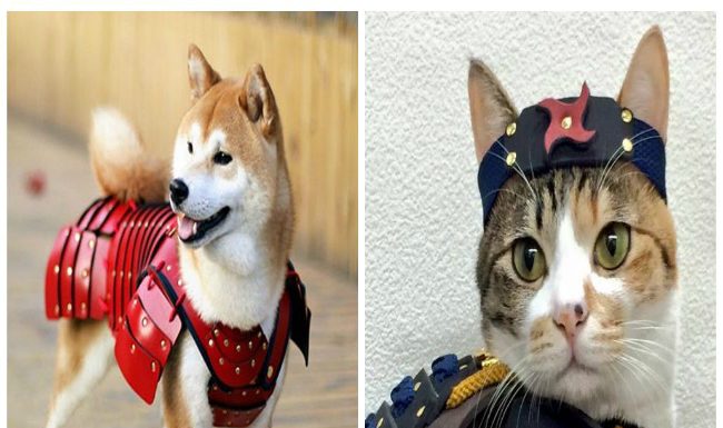 Empresa japonesa faz incríveis armaduras de samurai para cães e gatos