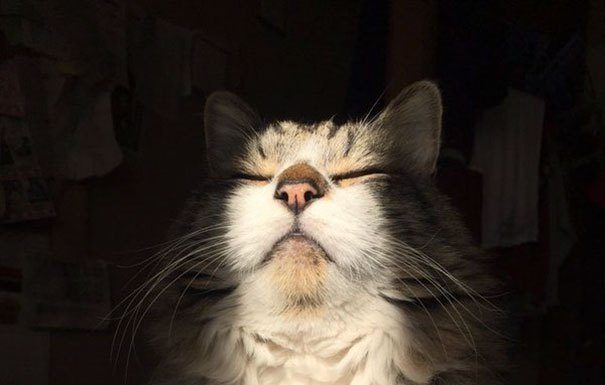 22 gatinhos que amam o sol mais do que qualquer outra coisa na vida