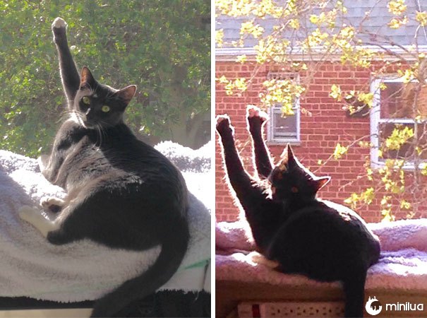 My Boyfriend’s Cat Likes To Worship The Sun By Giving High-fives With One Or Both Paws