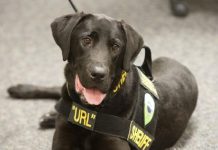 Conheça 'URL', o cão que pode detectar pessoas viciadas em conteúdo adulto