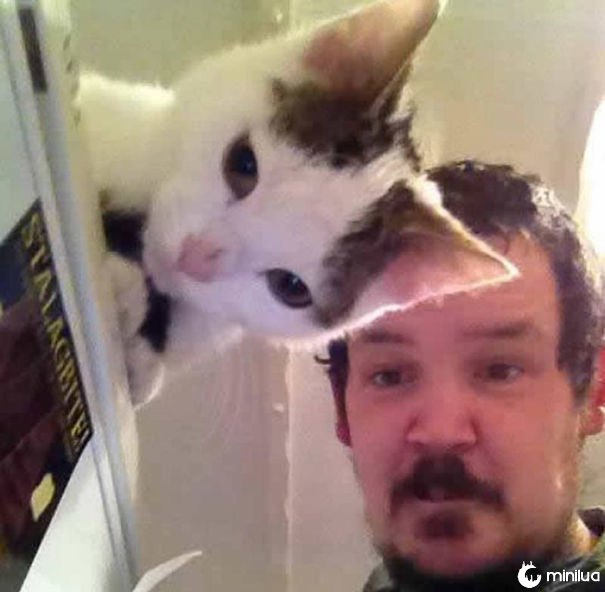 funny-perfectly-timed-cat-photo-2__605