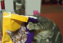 20 fotos de gatos tiradas no momentos certo