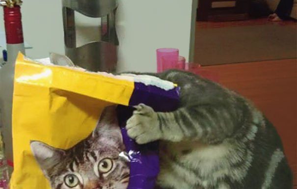 20 fotos de gatos tiradas no momentos certo