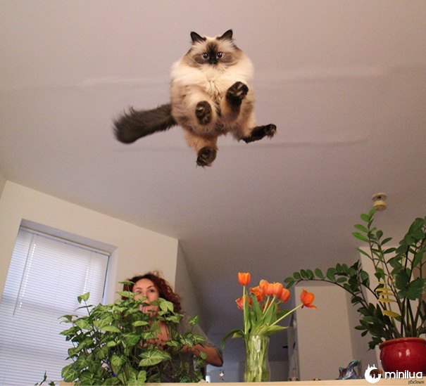 funny-perfectly-timed-cat-photo-55__605