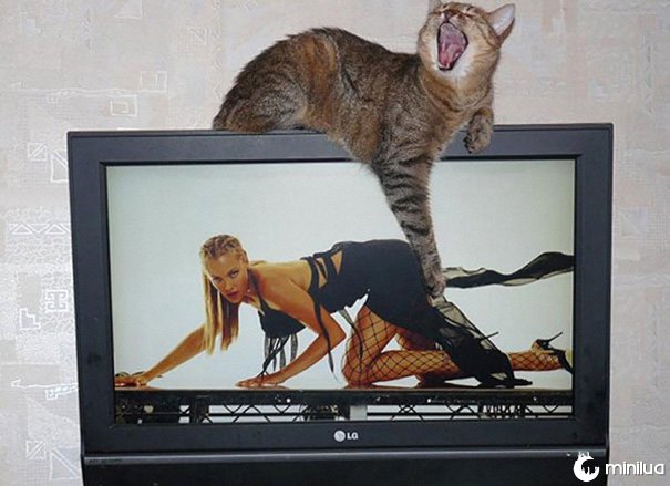 funny-perfectly-timed-cat-photo-58__605