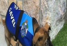 Cão pastor alemão é demitido da polícia por ser ''bonzinho demais''