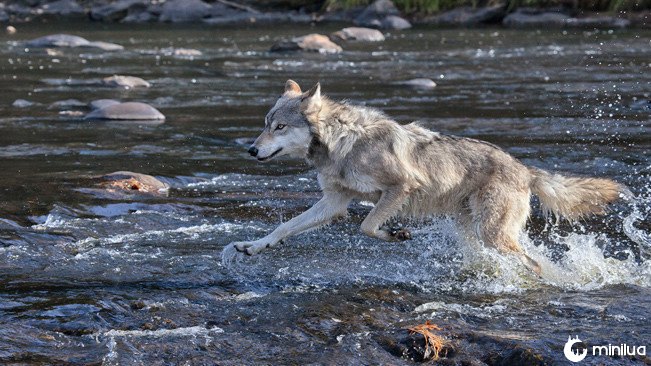 Os lobos mudaram os rios no Parque Nacional de Yellowstone.