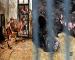 Conheça o chocante local conhecido como "o jardim zoológico da morte"