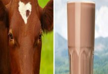 Segundo pesquisa, 7% dos americanos acham que o leite achocolatado provém de vacas castanhas