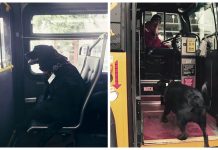 Todo dia, essa cadela pega o ônibus e leva a si mesma para passear no parque