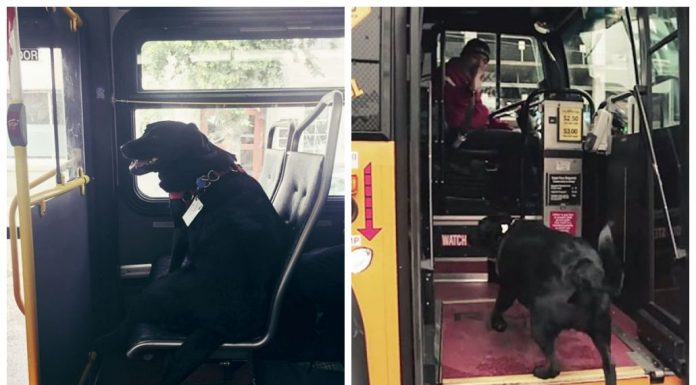 Todo dia, essa cadela pega o ônibus e leva a si mesma para passear no parque