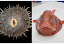 16 criaturas marinhas mais misteriosas já encontradas na Austrália