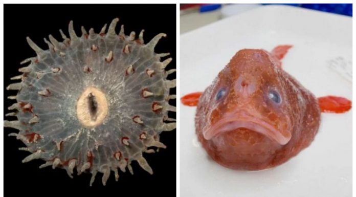 16 criaturas marinhas mais misteriosas já encontradas na Austrália