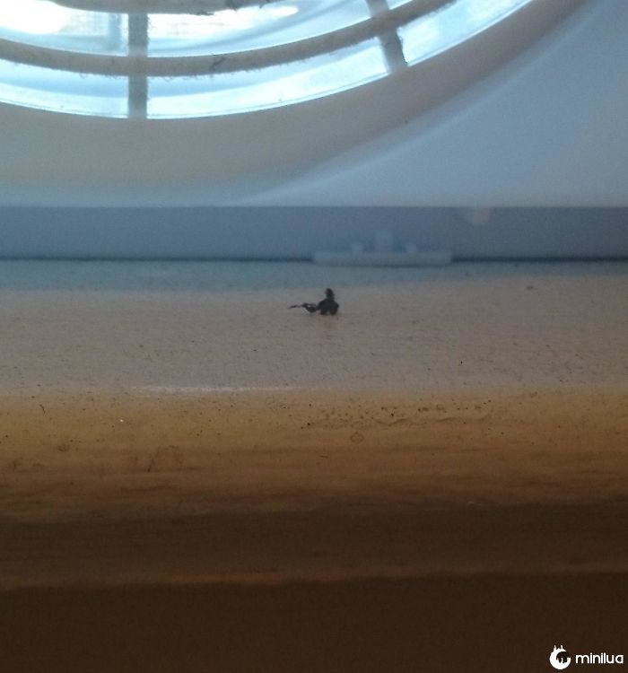 This Piece Of Lint On My Window Sill Looks Like A Gun Wielding Soldier Wading Through Water