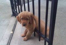 17 animais que estão tendo um dia muito pior que o seu