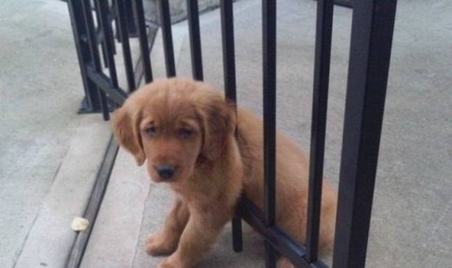 17 animais que estão tendo um dia muito pior que o seu