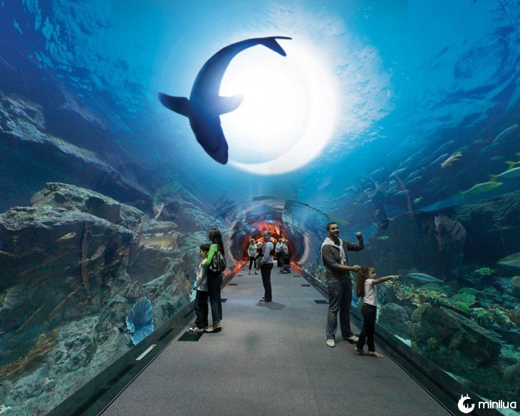 acuario mall centro comercial dubai