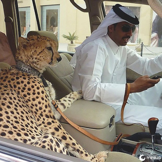 mascota dubai guepardo en carro