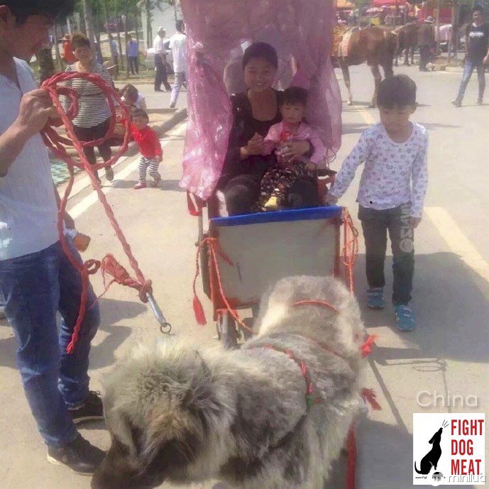 cão chinês empurrando um carrinho com os turistas para cima