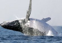 Baleia-jubarte de 40 toneladas é flagrada pulando para fora da água