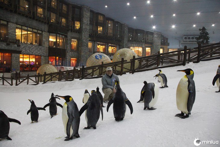 pinguinos dubai ski