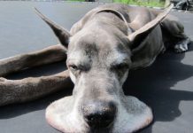 15 Animais que tiveram um dia de cão e resolveram simplesmente derreter