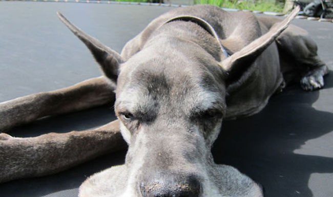 15 Animais que tiveram um dia de cão e resolveram simplesmente derreter