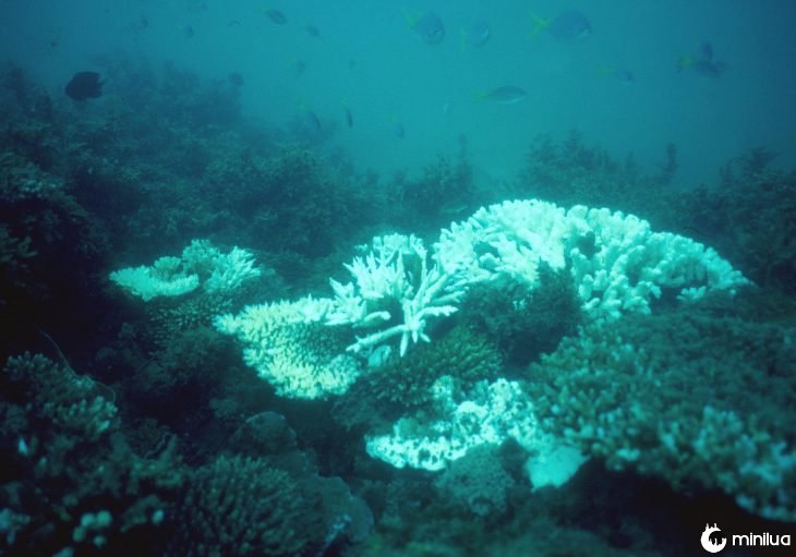 Arrecife en Australia