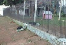 Cachorrinha divide cobertor com cãozinho de rua e conquista internet